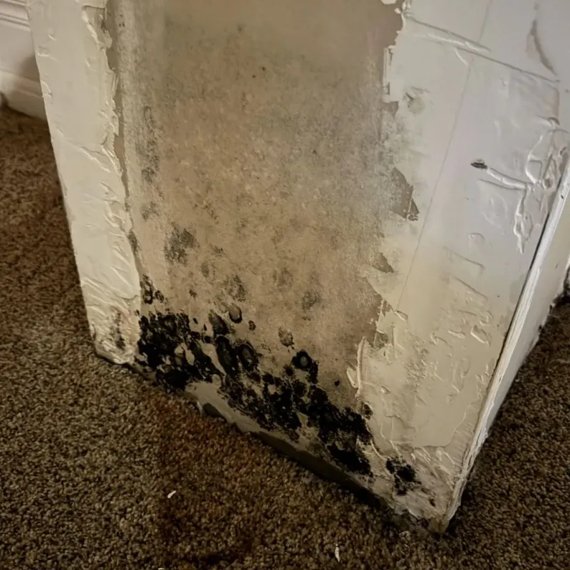 Professional Mold Removal in Wallace, ID